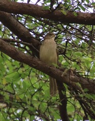 Pycnonotus conradi