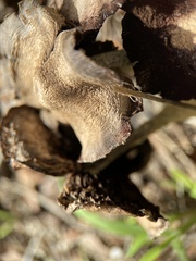 Agaricales