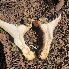 Clitocybe brunneocephala