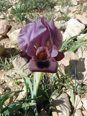 Iris petrana