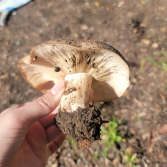 Clitocybe brunneocephala