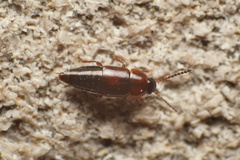 Tachyporinae