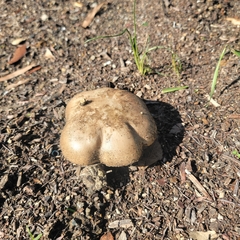 Clitocybe brunneocephala