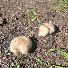 Clitocybe brunneocephala