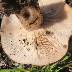 Clitocybe brunneocephala