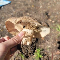 Clitocybe brunneocephala