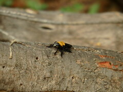Hyperechia bomboides