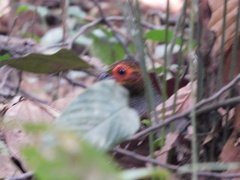 Odontophorus gujanensis