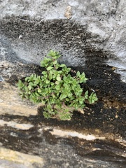 Arenaria serpyllifolia