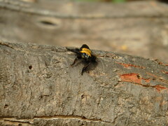 Hyperechia bomboides