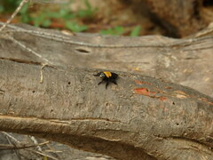 Hyperechia bomboides