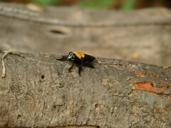 Hyperechia bomboides