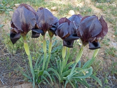 Iris nigricans
