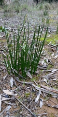 Muscari