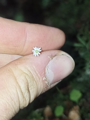 Lagenophora strangulata