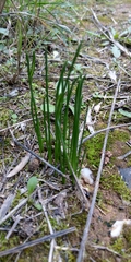 Muscari