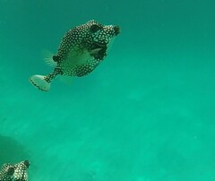 Lactophrys triqueter