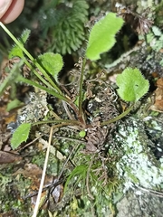Lagenophora strangulata