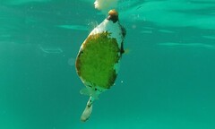 Lactophrys triqueter