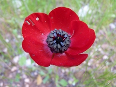 Ranunculus asiaticus