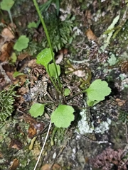 Lagenophora strangulata