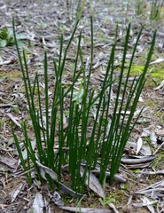 Muscari