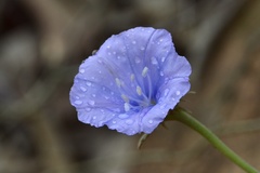 Jacquemontia cataractae