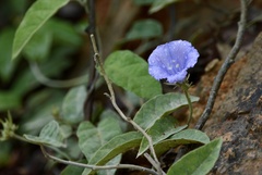 Jacquemontia cataractae