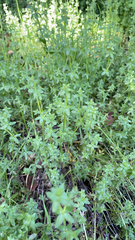 Galium porrigens