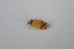Heteroteucha translatella