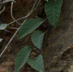 Jacquemontia cataractae