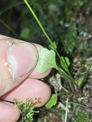 Lagenophora strangulata