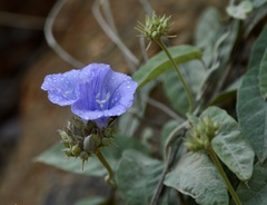 Jacquemontia cataractae