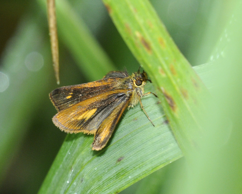 Saltarina Lysias