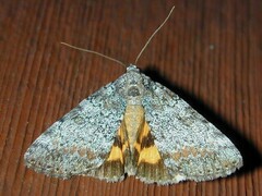 Catocala connubialis