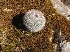 Mammillaria rhodantha