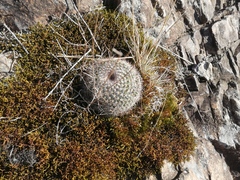 Mammillaria rhodantha