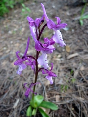 Orchis anatolica