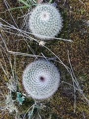 Mammillaria rhodantha