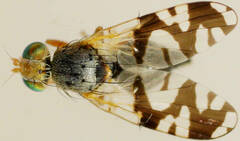 Paraspathulina eremostigma