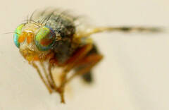 Paraspathulina eremostigma