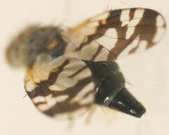 Paraspathulina eremostigma