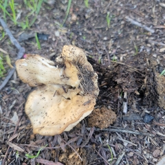 Clitocybe brunneocephala