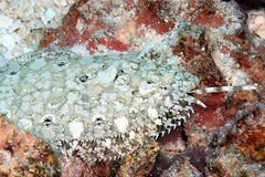 Longlure Flounder photo 1