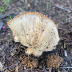 Clitocybe brunneocephala
