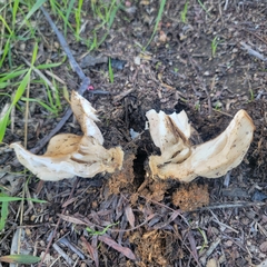 Clitocybe brunneocephala