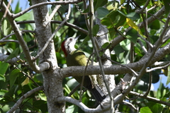 Xiphidiopicus percussus