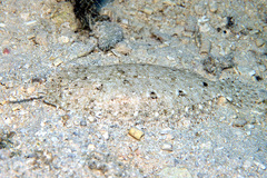 Longlure Flounder photo 2