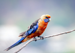 Platycercus elegans adelaidae