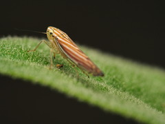 Sibovia